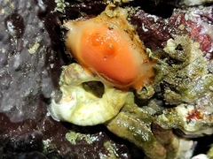 Cnemidocarpa finmarkiensis