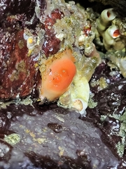 Cnemidocarpa finmarkiensis