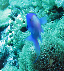 Mirolabrichthys tuka