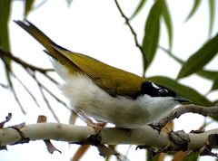 Melithreptus albogularis