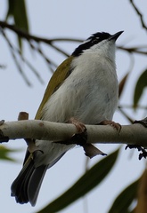 Melithreptus albogularis