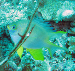 Amblyglyphidodon aureus