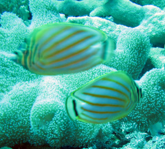 Chaetodon ornatissimus