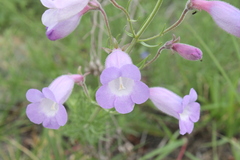 Penstemon