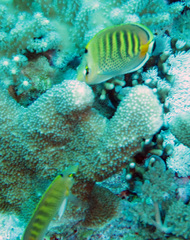 Chaetodon punctatofasciatus