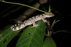 Cyrtodactylus cattienensis