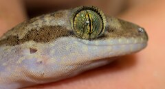 Cyrtodactylus cattienensis