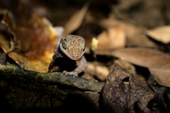 Cyrtodactylus cattienensis