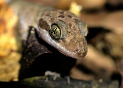 Cyrtodactylus cattienensis