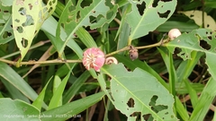 Glochidion littorale