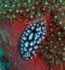 Phyllidiella pustulosa
