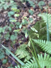 Anthoxanthum occidentale