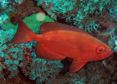 Priacanthus hamrur