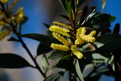 Acacia aulacocarpa