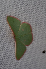 Chlorocoma cadmaria