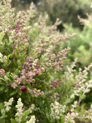 Rhagodia candolleana