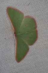 Chlorocoma cadmaria