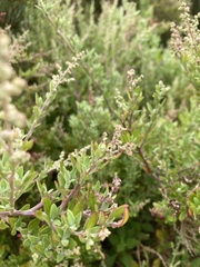 Rhagodia candolleana