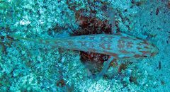 Cephalopholis spiloparaea