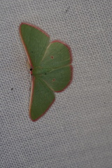 Chlorocoma cadmaria