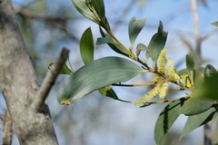 Acacia aulacocarpa