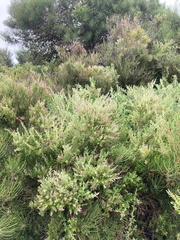 Rhagodia candolleana