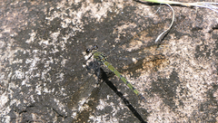 Diphlebia euphoeoides