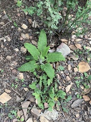 Salvia spathacea