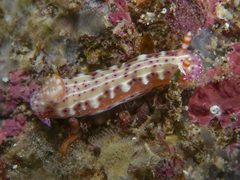 Hypselodoris decorata