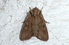 Ichneutica averilla