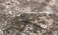 Diphlebia euphoeoides