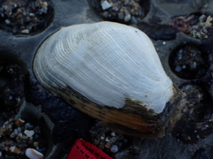 Platyodon cancellatus