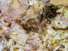 Plocamopherus ceylonicus