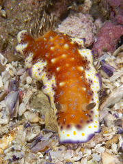 Goniobranchus collingwoodi