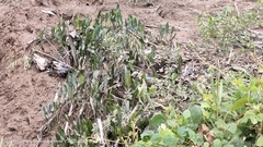 Rumex hydrolapathum