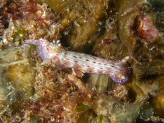 Hypselodoris maculosa