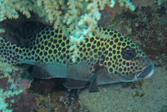 Plectorhinchus chaetodonoides