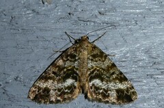 Pseudocoremia lactiflua