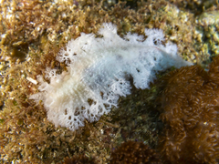Tritoniopsis elegans