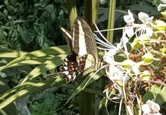 Heraclides hectorides