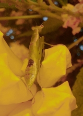 Odontomantis planiceps