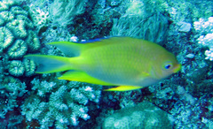 Amblyglyphidodon aureus