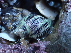 Acanthinucella punctulata