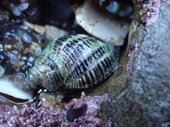 Acanthinucella punctulata