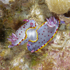Hypselodoris bennetti