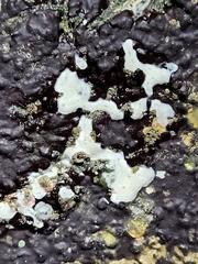 Didemnum carnulentum