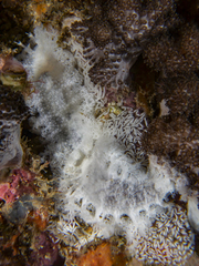 Tritoniopsis elegans