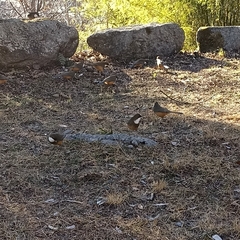 Pterorhinus albogularis