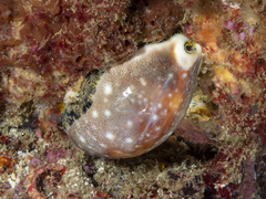 Lyncina vitellus