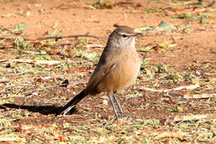 Cercotrichas coryphoeus